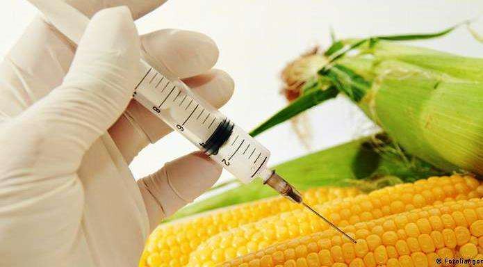 President Ruto’s Move To Lift The Ban On GMO Products Sparks Debate