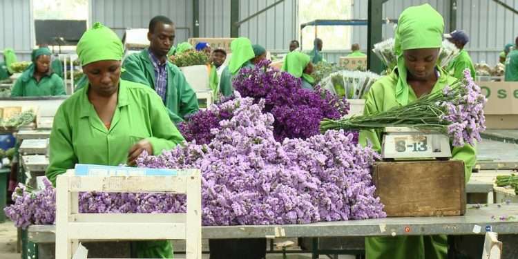 UK Lifts Tariffs On Cut Flowers From Kenya, Boosting Trade Prospects