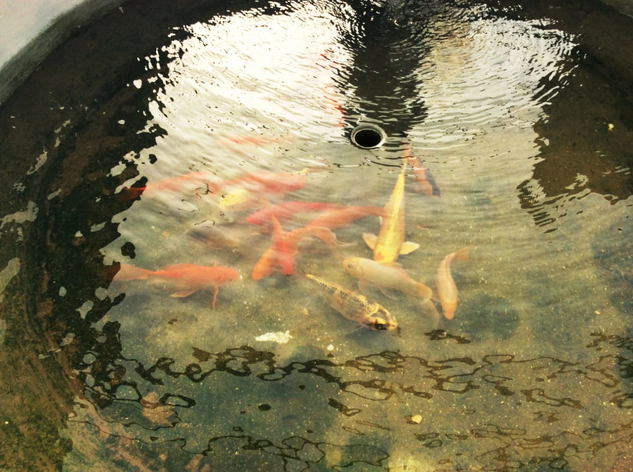 Aquaculture Boost: ABDP Empowering Farmers in Western Kenya to Secure Food and Livelihoods