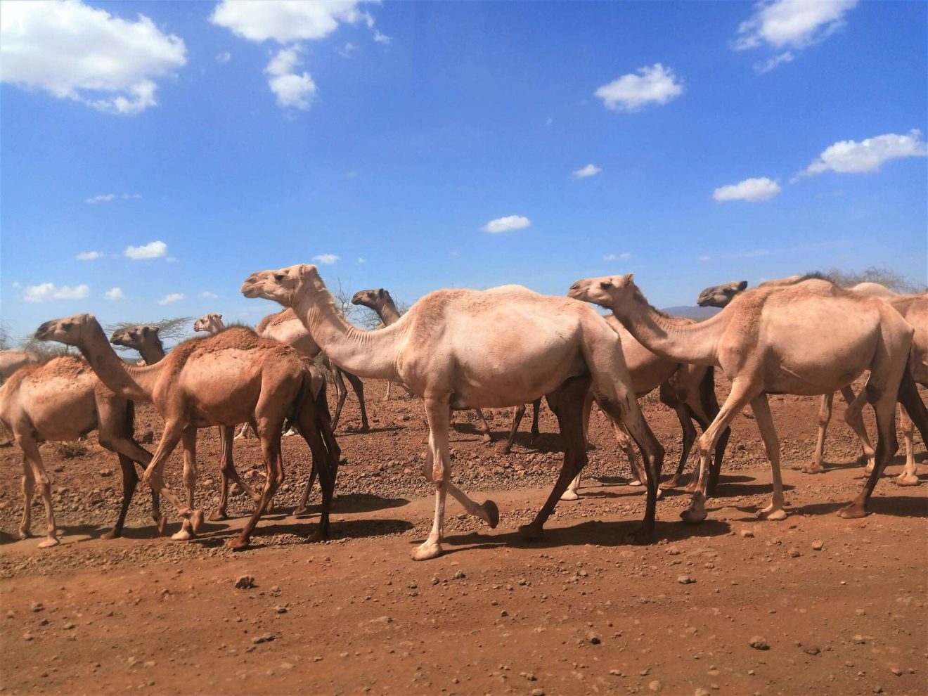 Kerio Valley Tensions Flare as Camels Invade Rimoi Reserve, Sparking Kenya Land Rights Clash